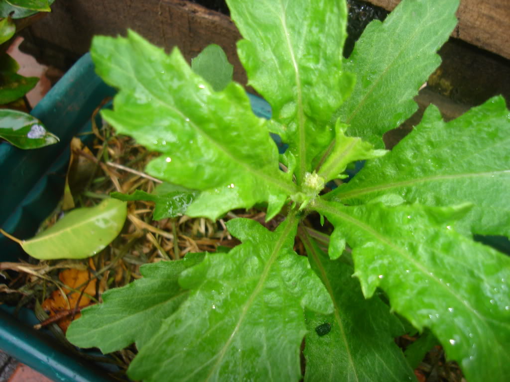 DSC02447.jpg
