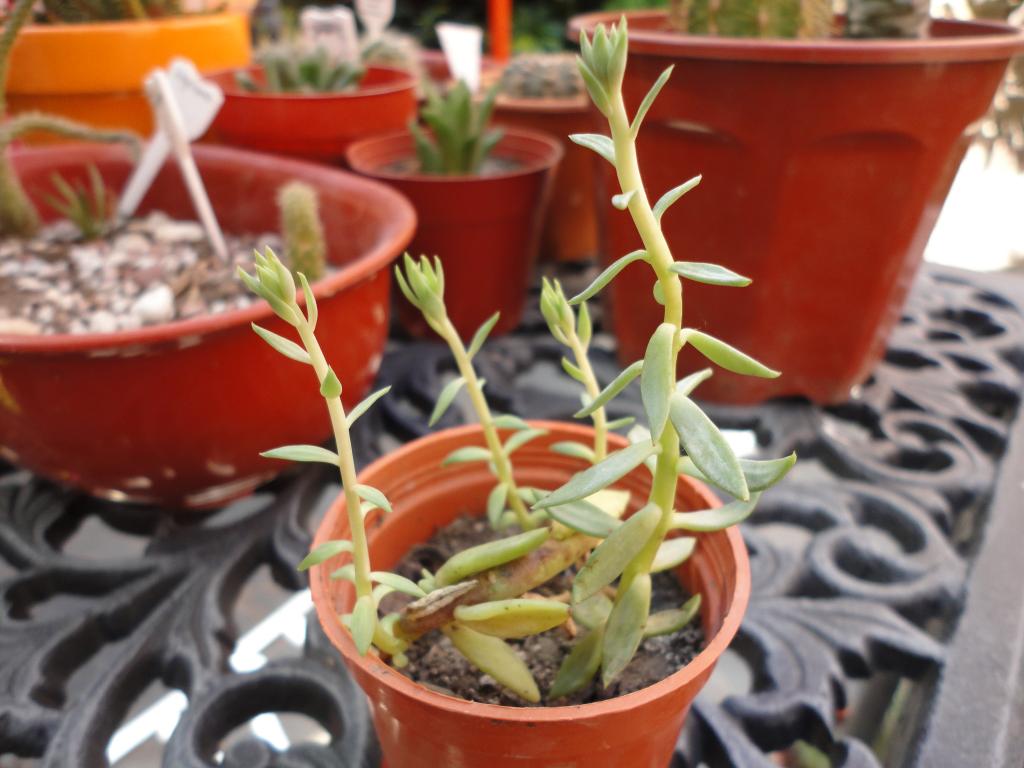 DSC02452.jpg