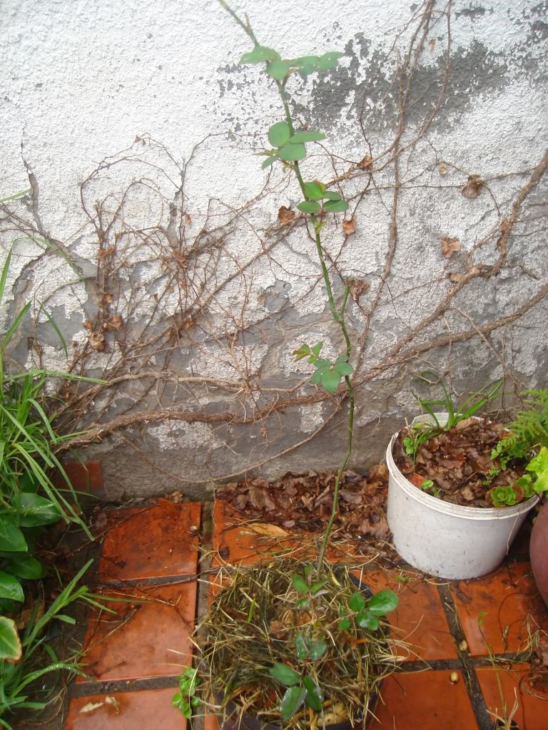DSC02456.jpg
