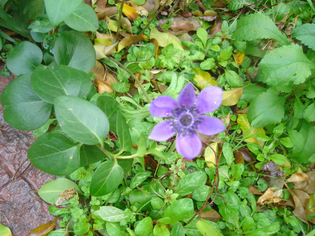 DSC02457.jpg