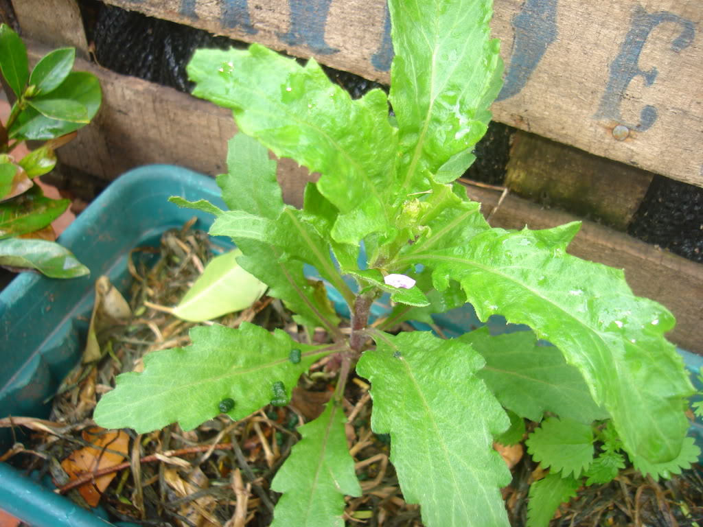 DSC02458.jpg