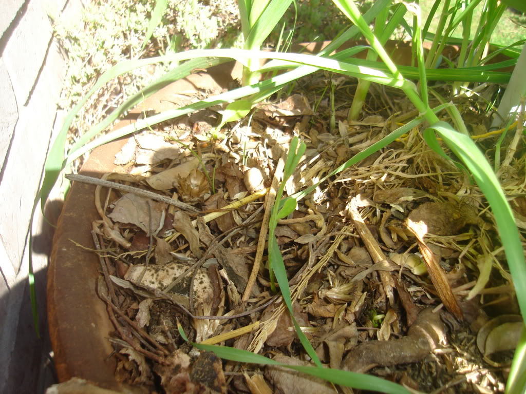 DSC02459.jpg
