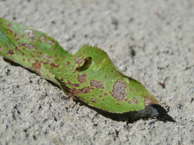 DSC02459.JPG