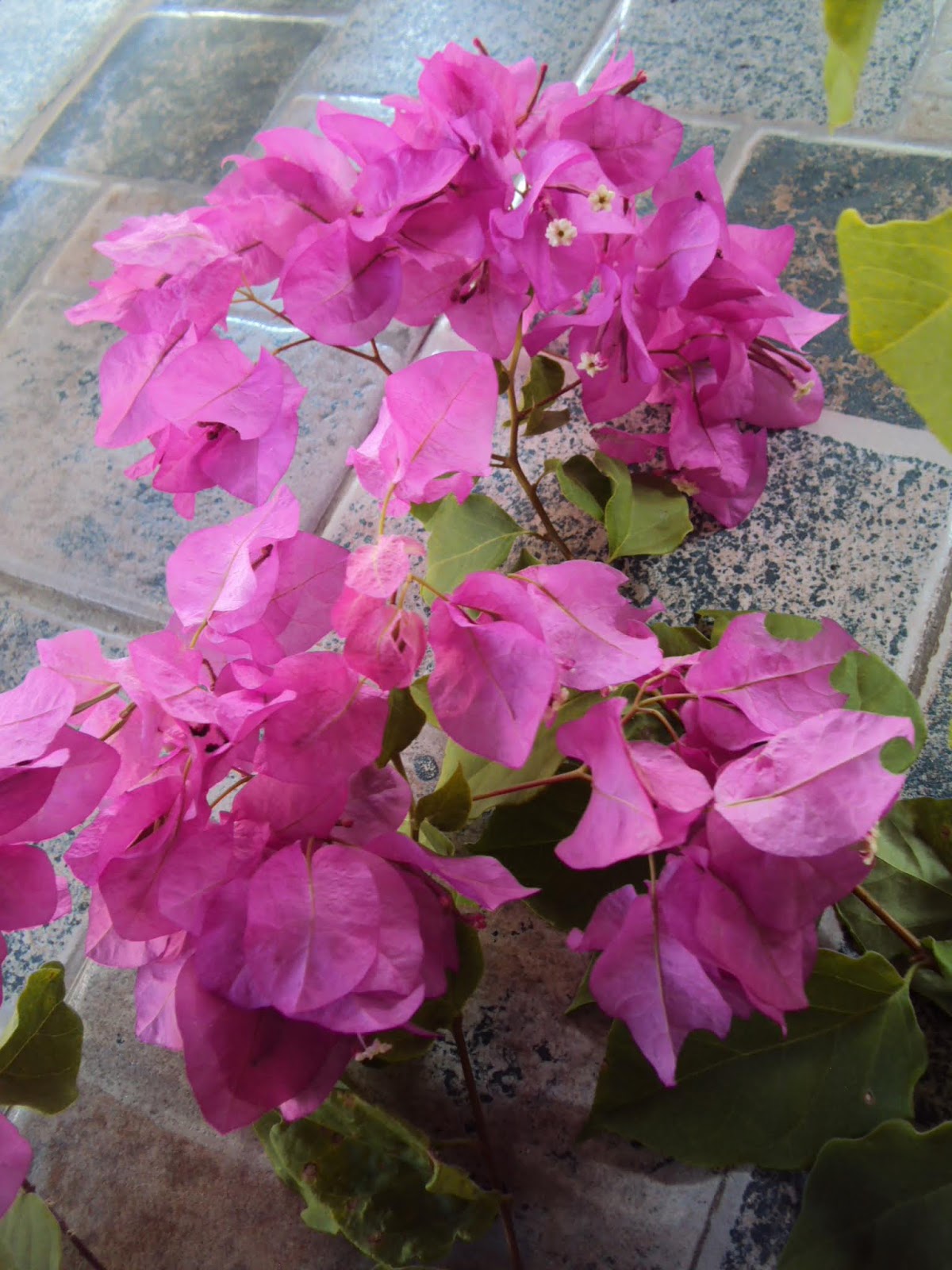 DSC02463a.JPG