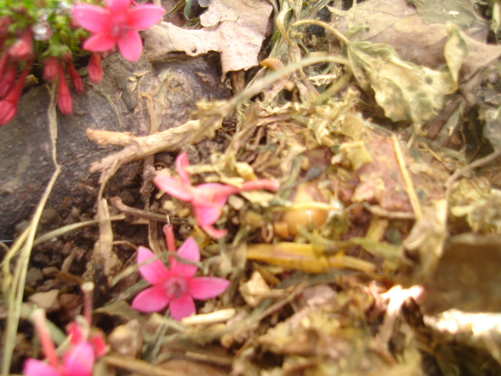 DSC02464.jpg