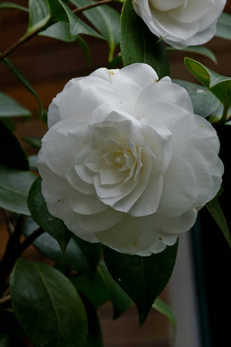 DSC02466.jpg