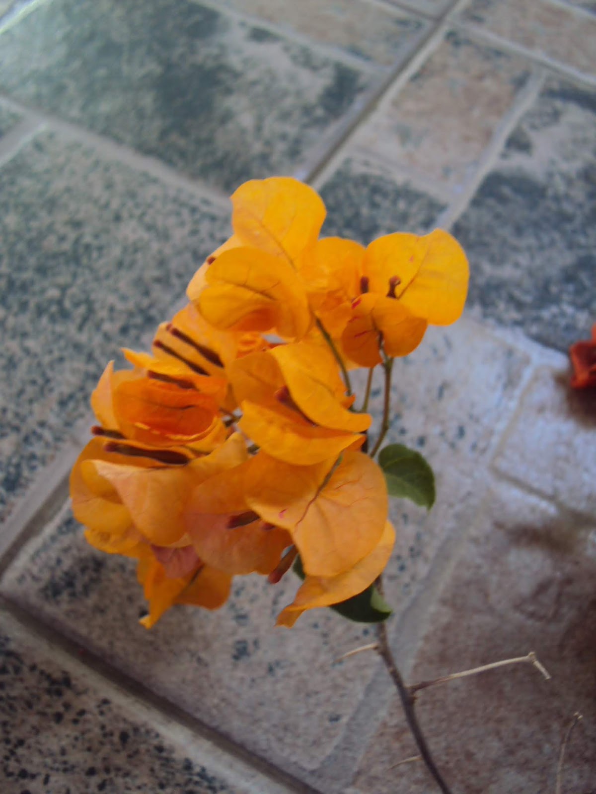 DSC02466a.JPG