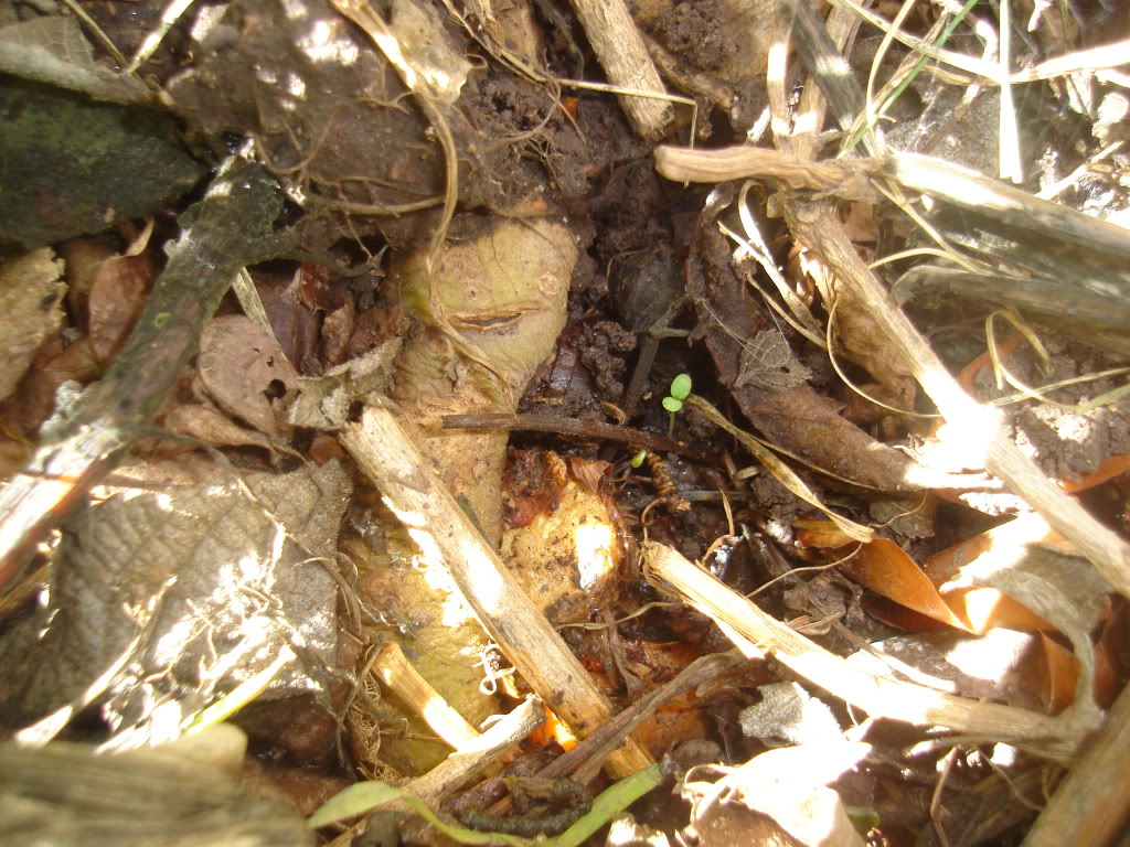 DSC02468.jpg