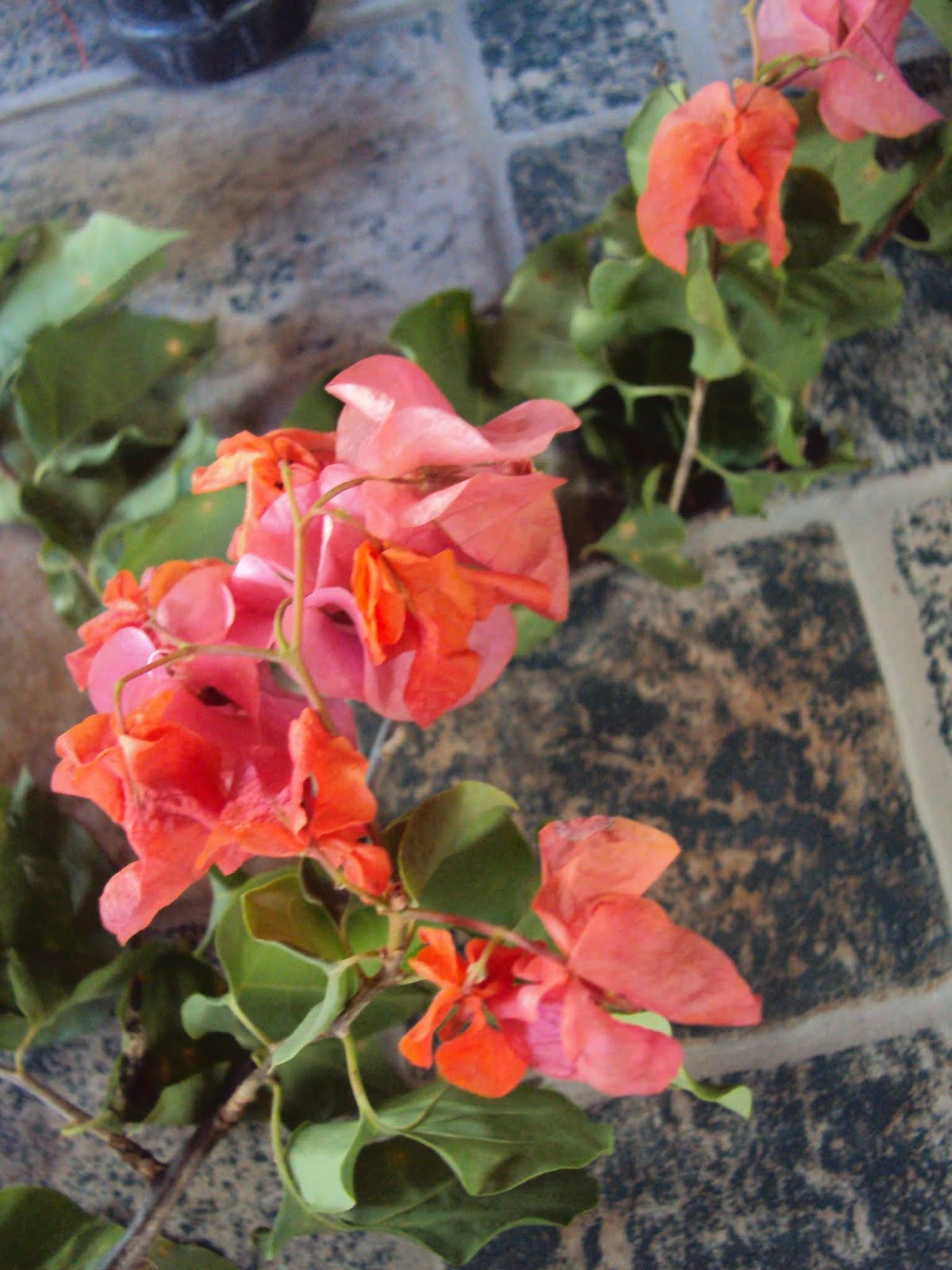 DSC02469a.JPG