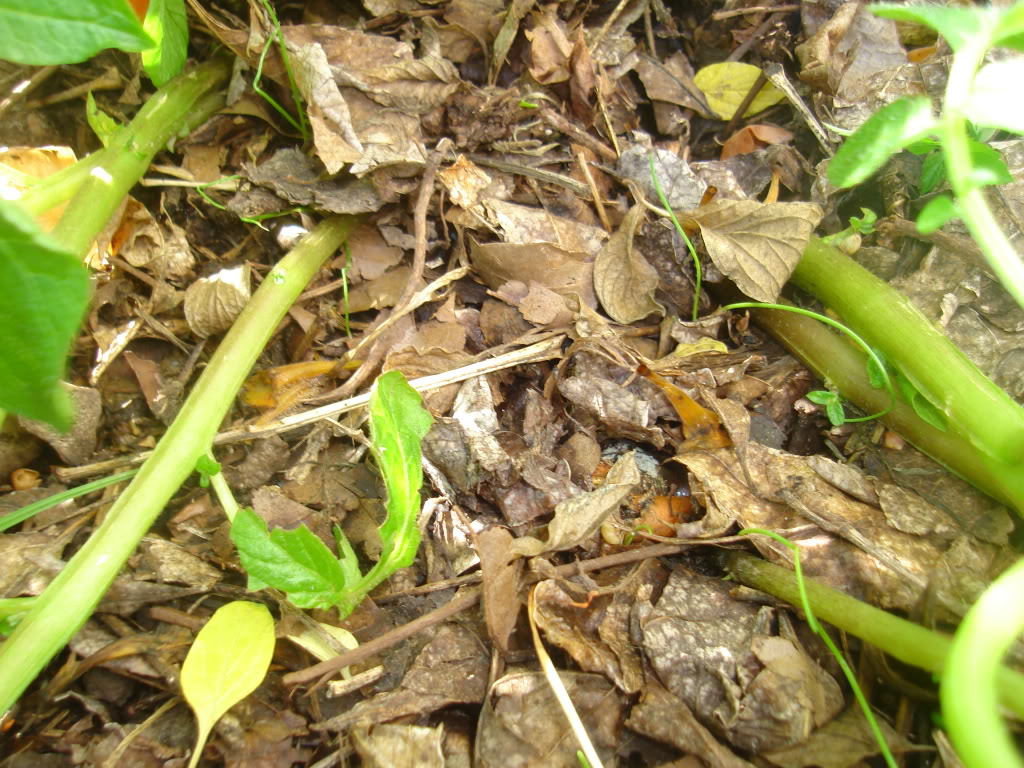 DSC02470.jpg