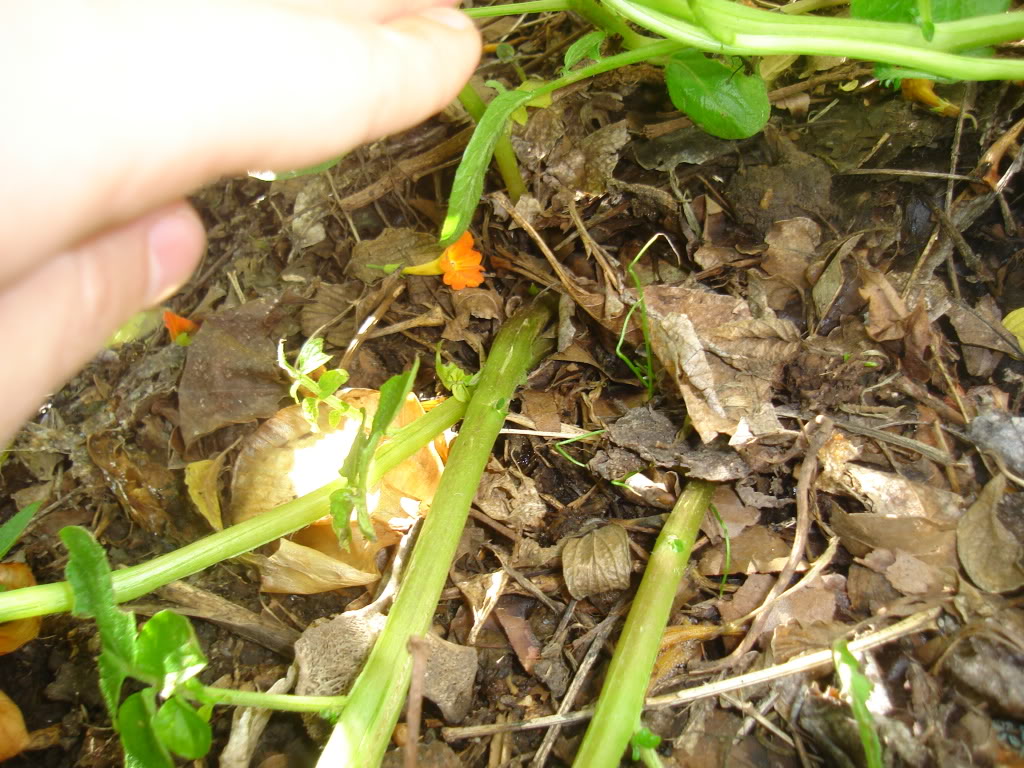 DSC02471.jpg
