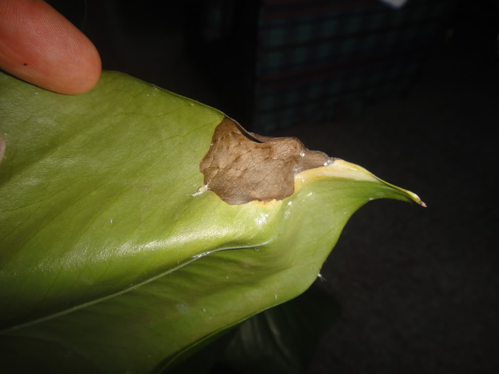 DSC02482.jpg