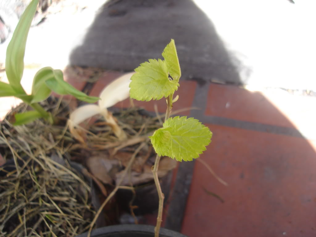 DSC02483.jpg