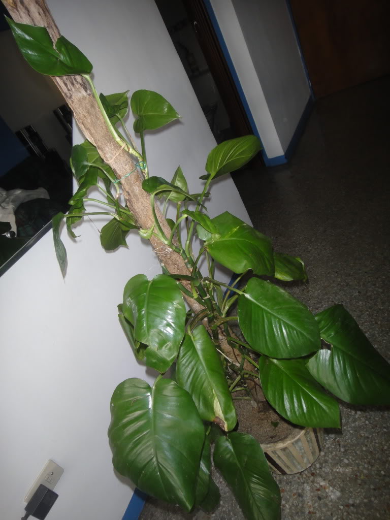 DSC02483.jpg