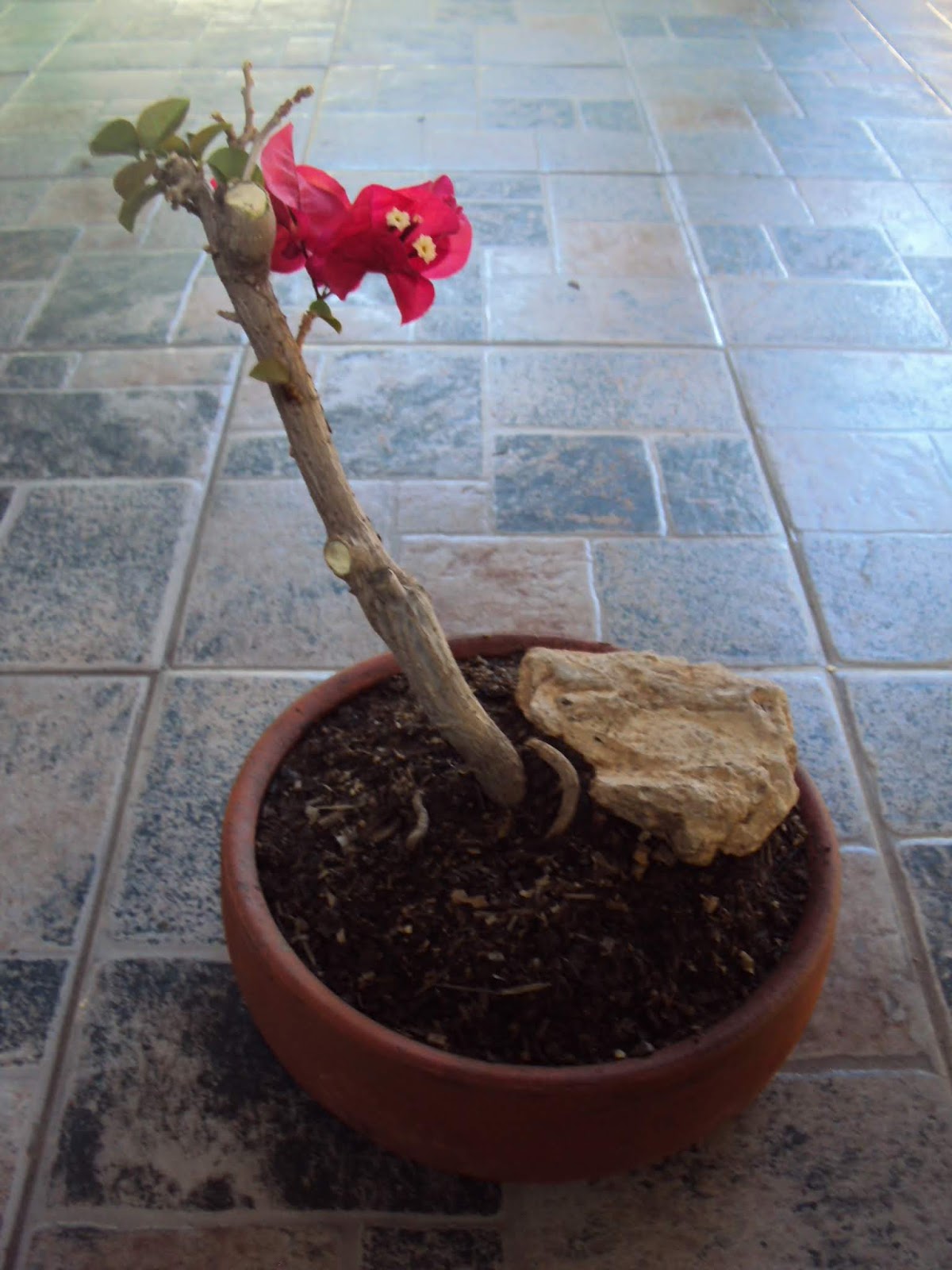 DSC02484c.JPG