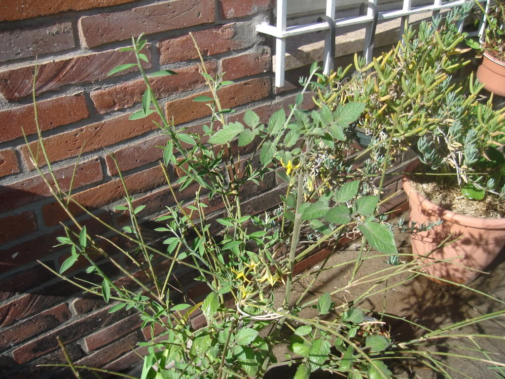 DSC02492.jpg