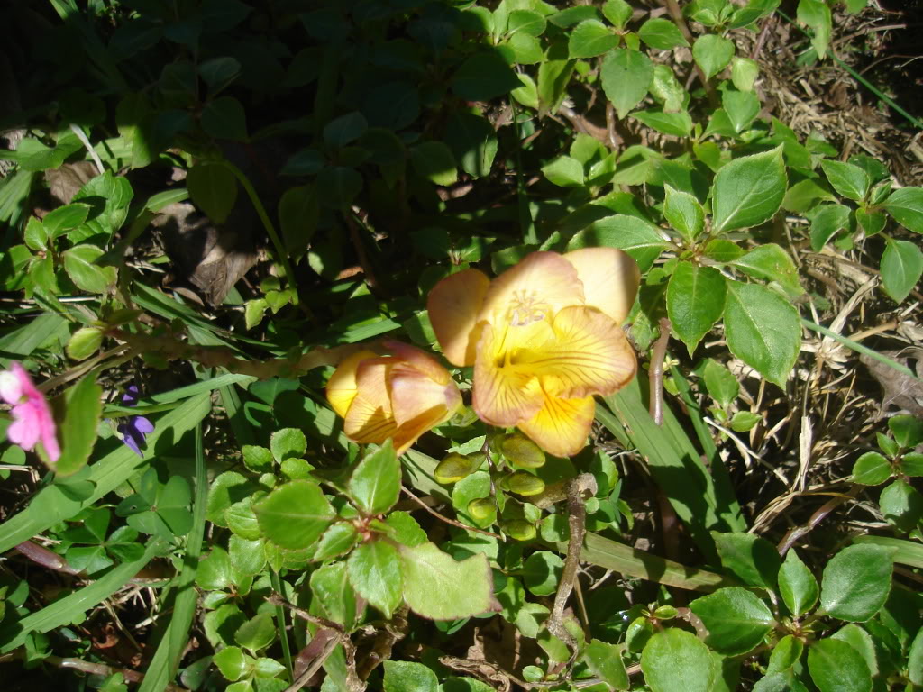 DSC02493.jpg