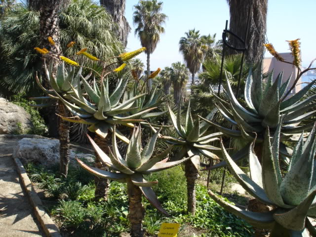 DSC02501.jpg