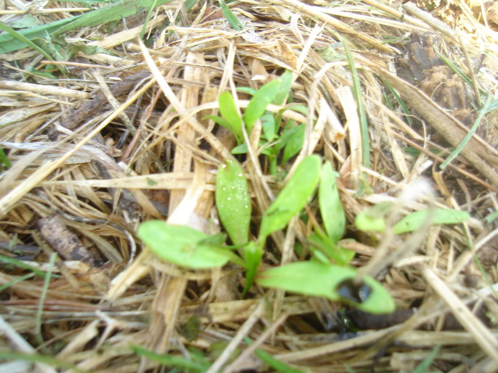DSC02511.jpg