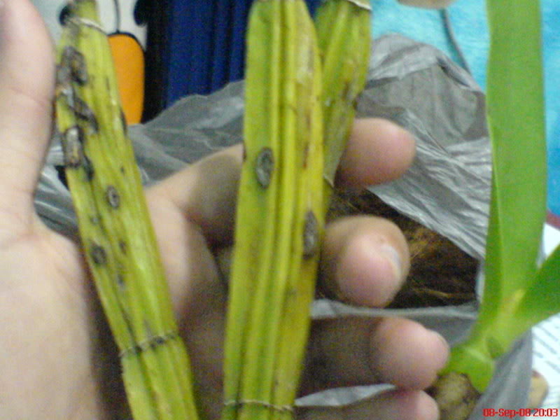 DSC02513nueva.jpg