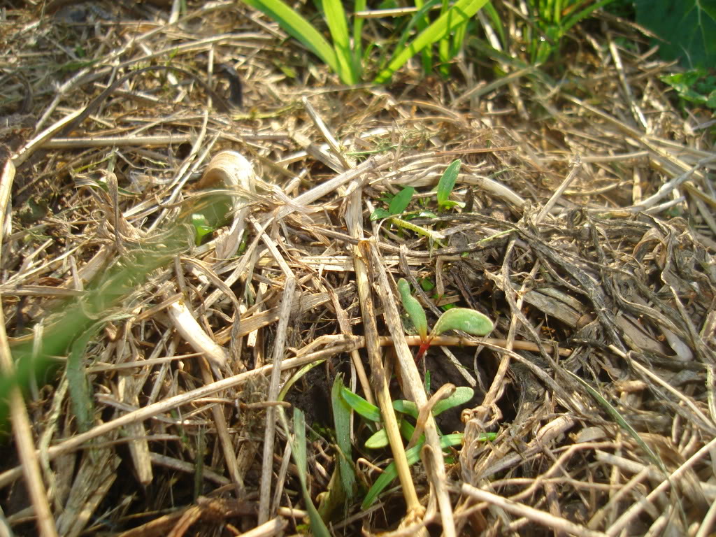 DSC02521.jpg