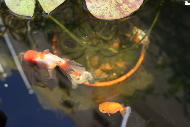 DSC02523.jpg