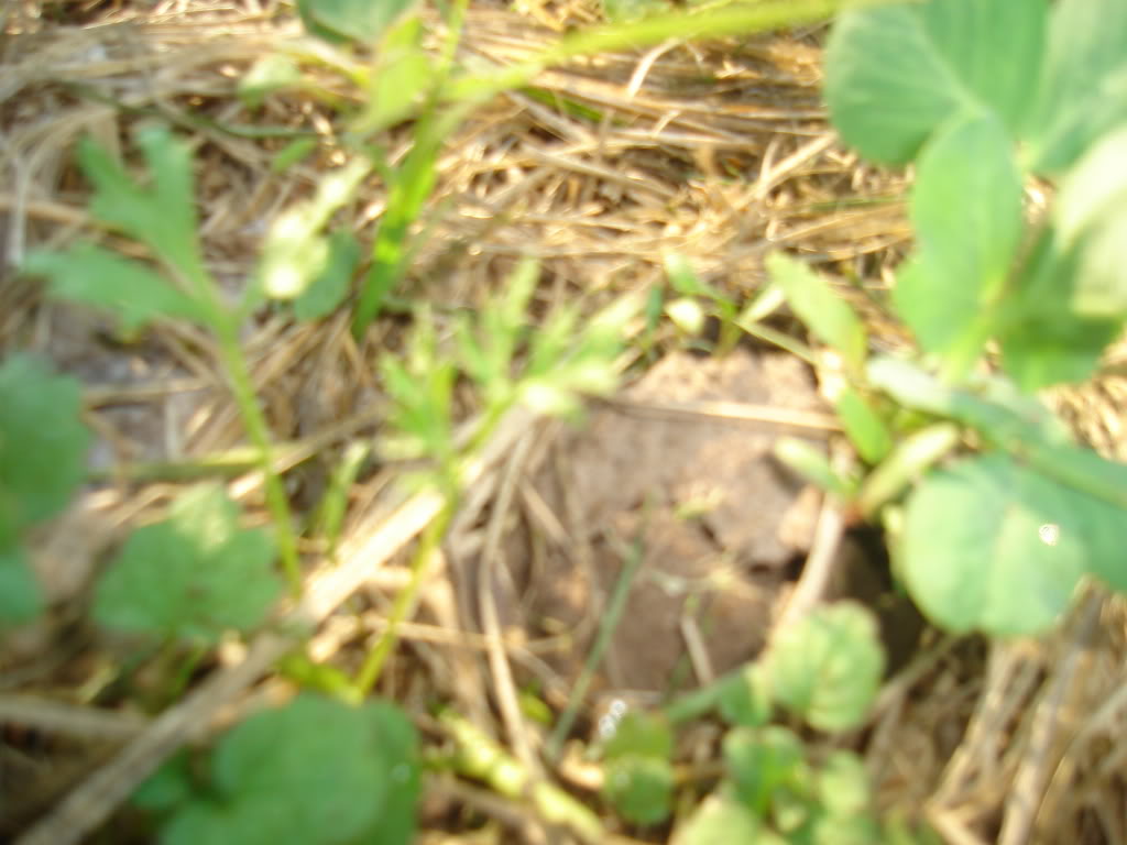 DSC02526.jpg