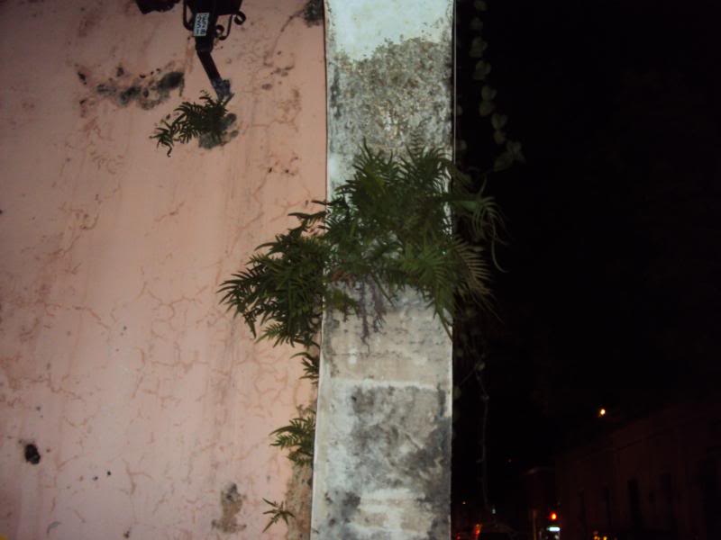 DSC02530.jpg