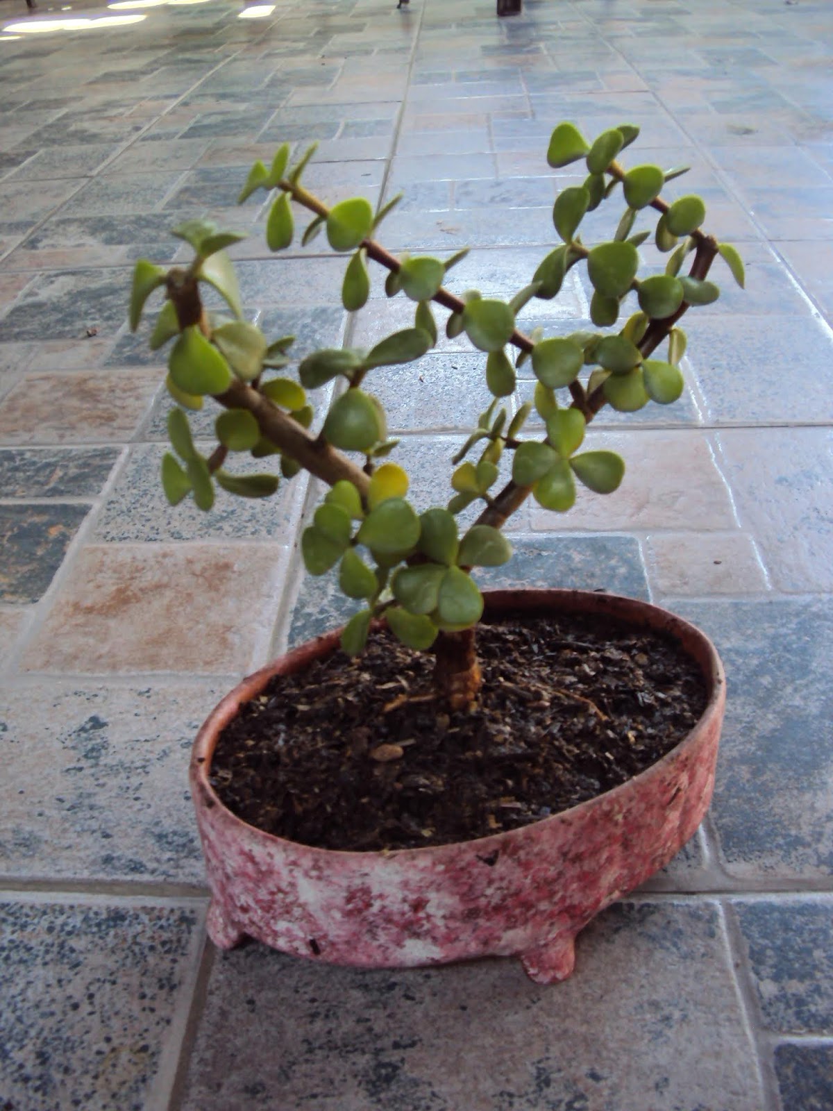 DSC02530d.JPG