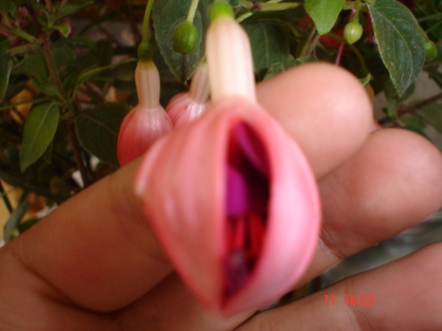 Dsc02534.jpg