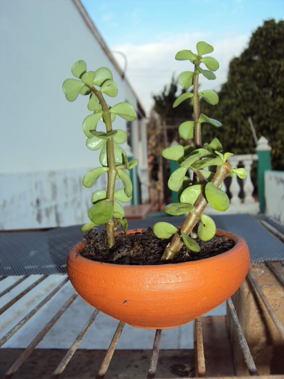 DSC02534.JPG