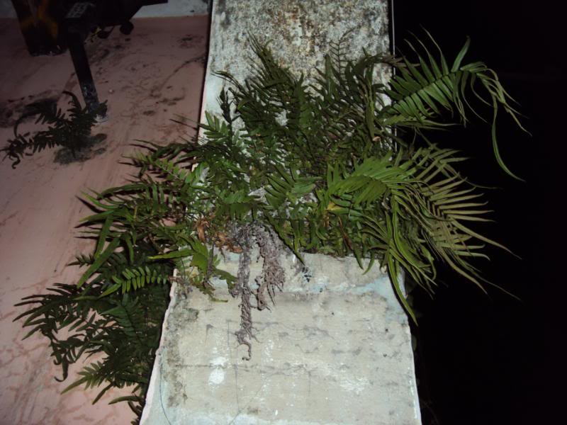 DSC02535.jpg