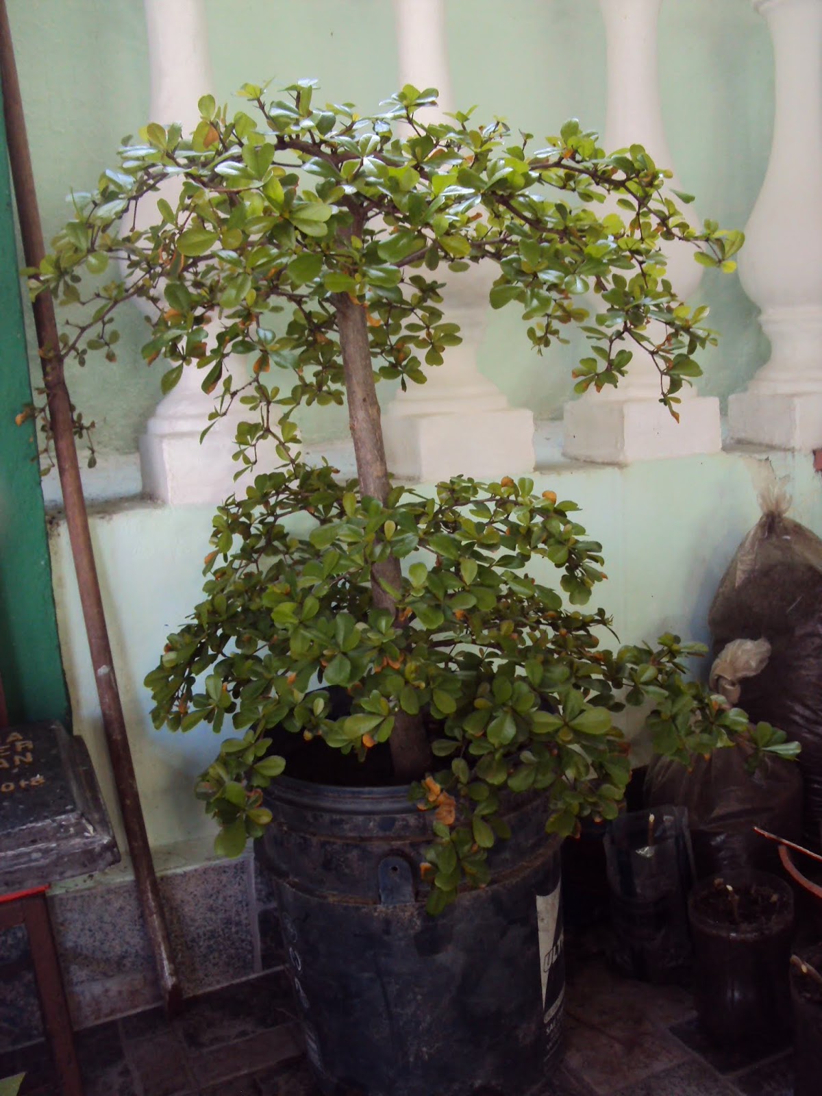 DSC02536a.JPG