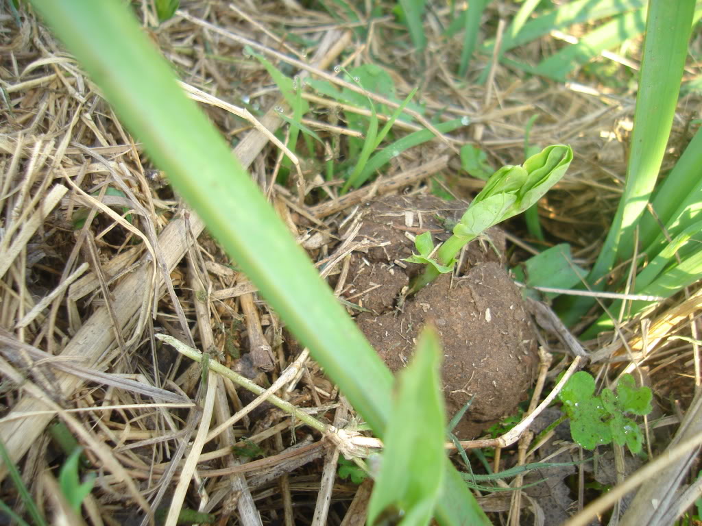 DSC02537.jpg
