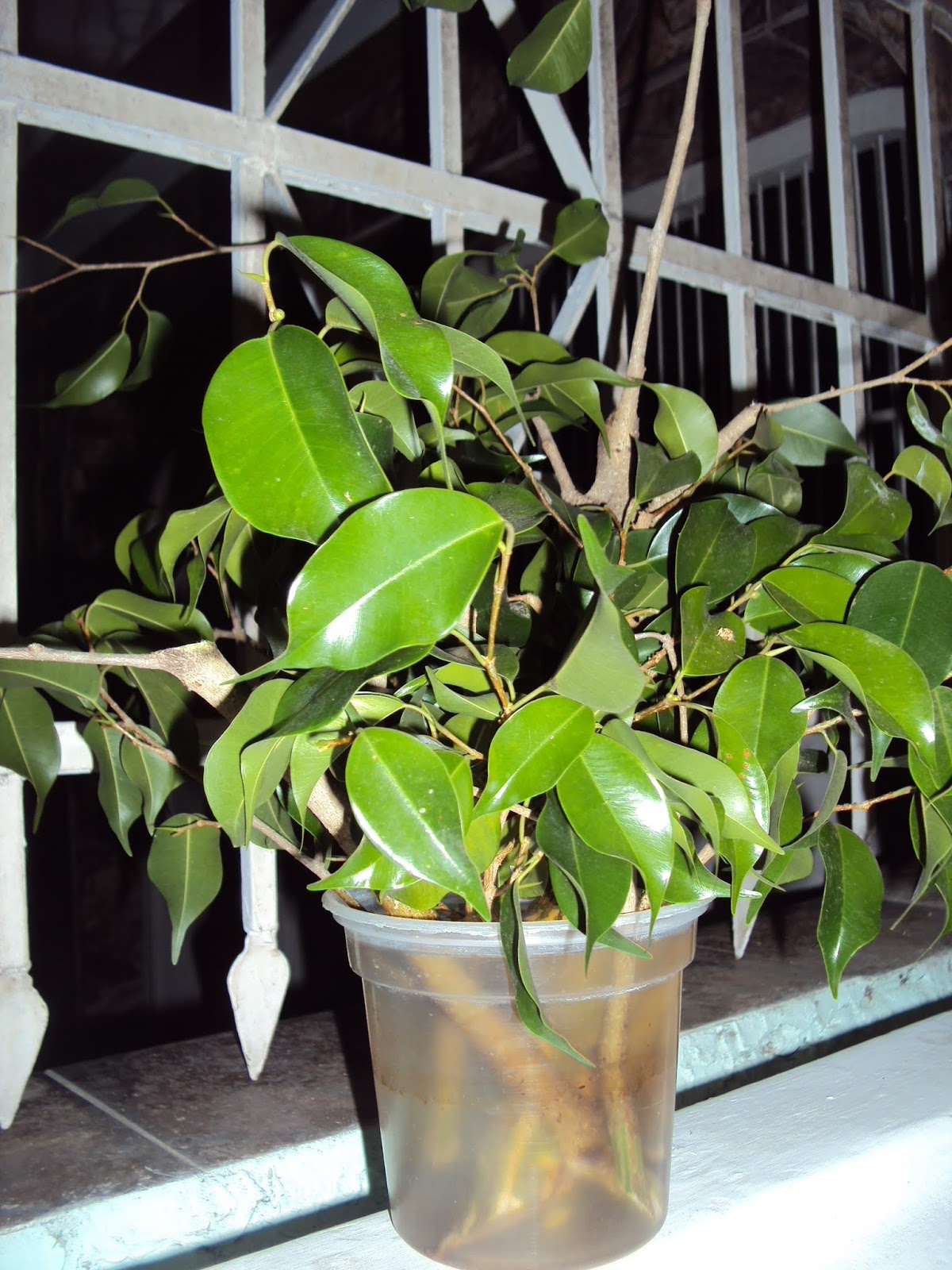 DSC02544b.JPG