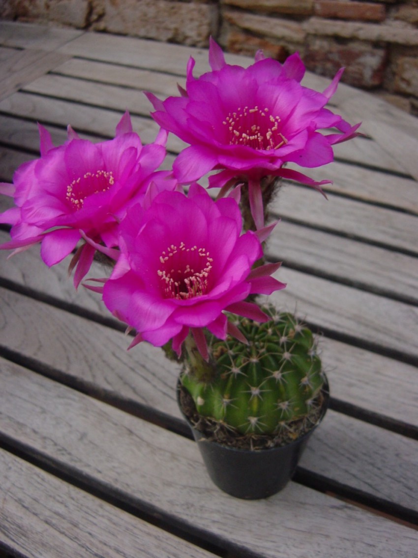 DSC02550%20flor%7E1.jpg