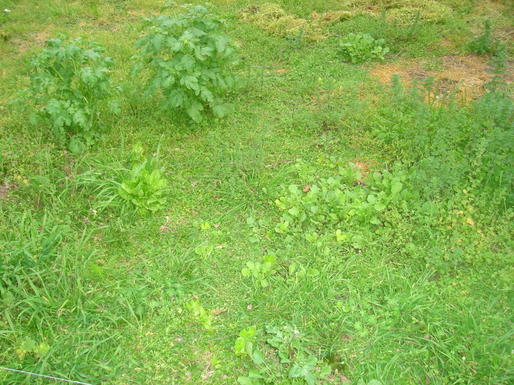 DSC02550.jpg