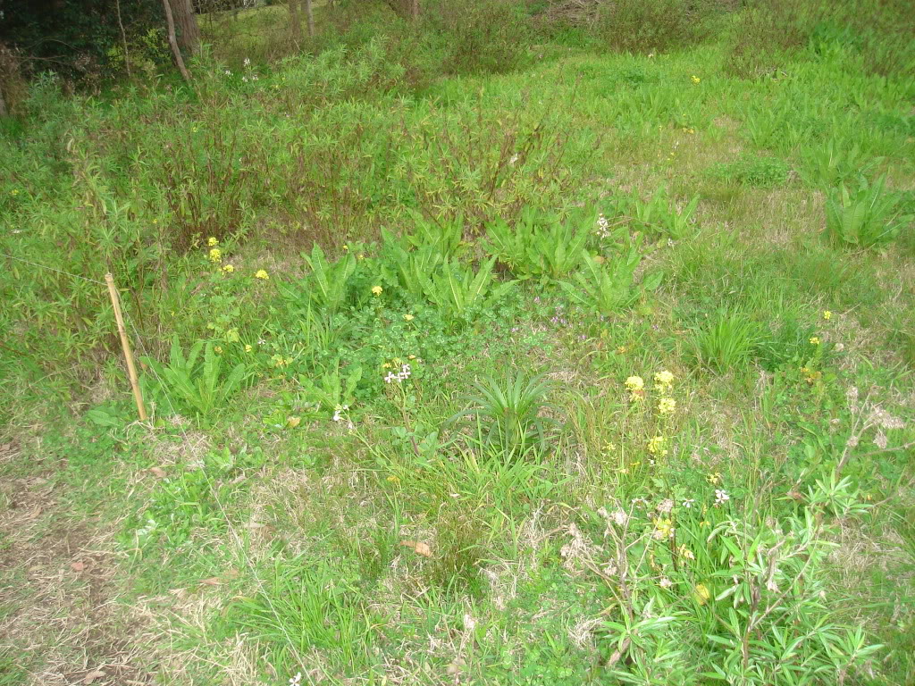 DSC02554.jpg