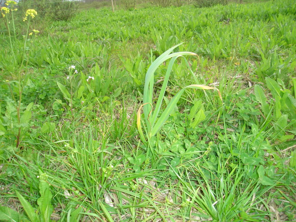DSC02558.jpg
