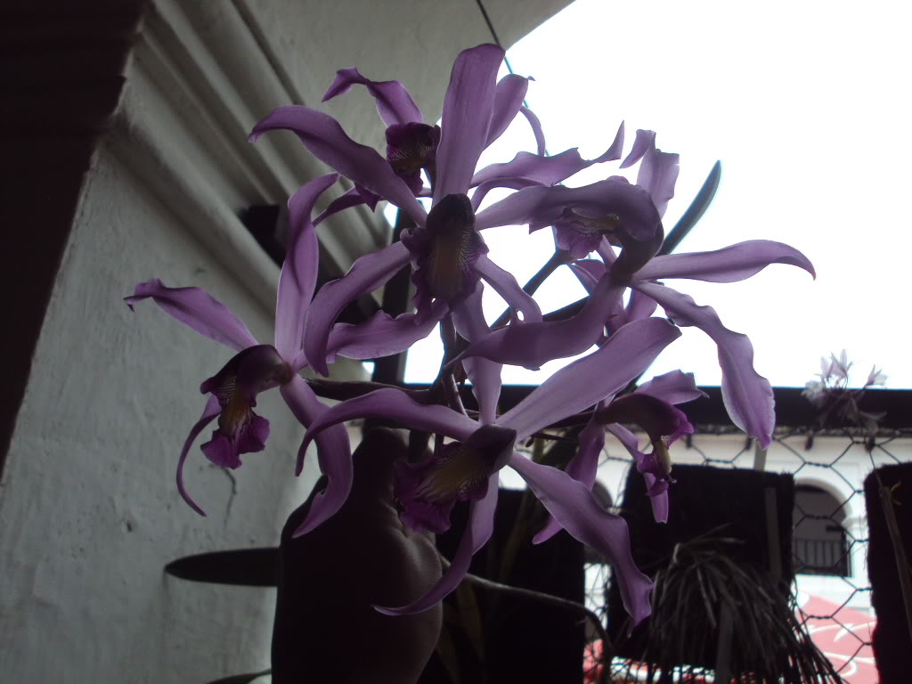 DSC02576.jpg