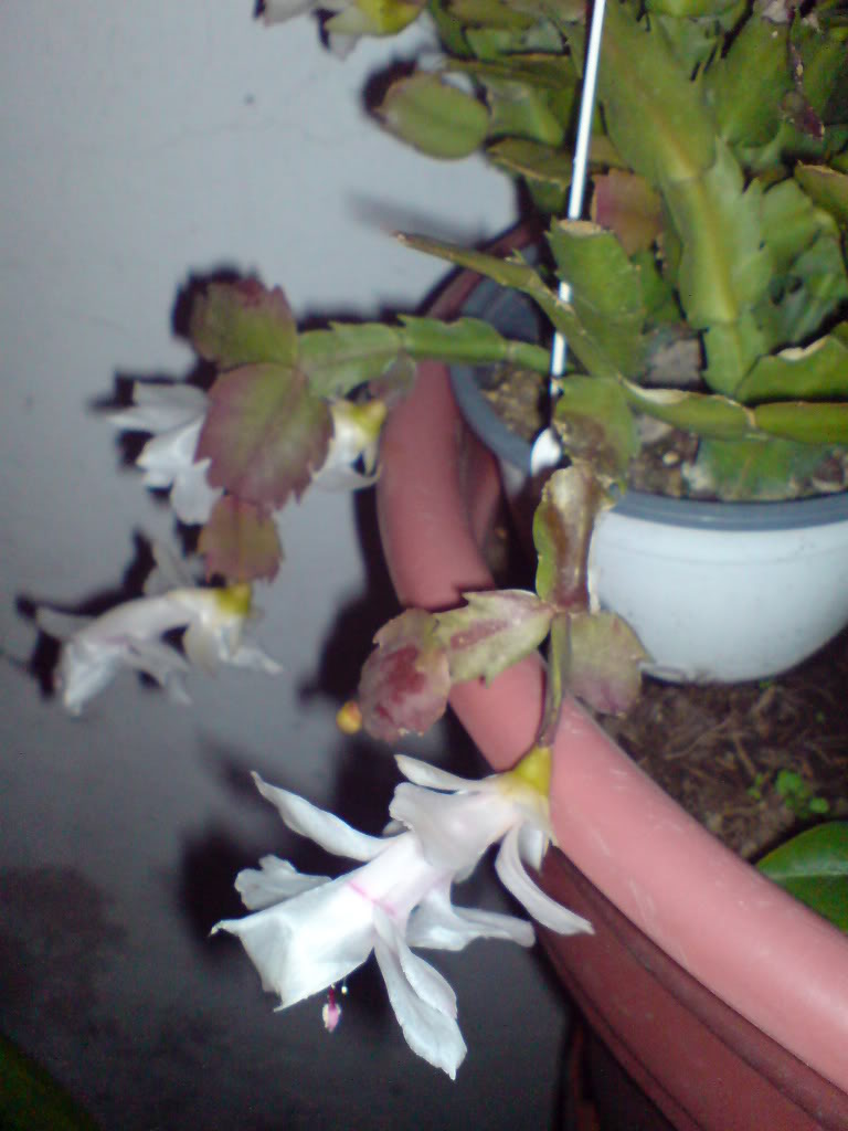 DSC02609.jpg