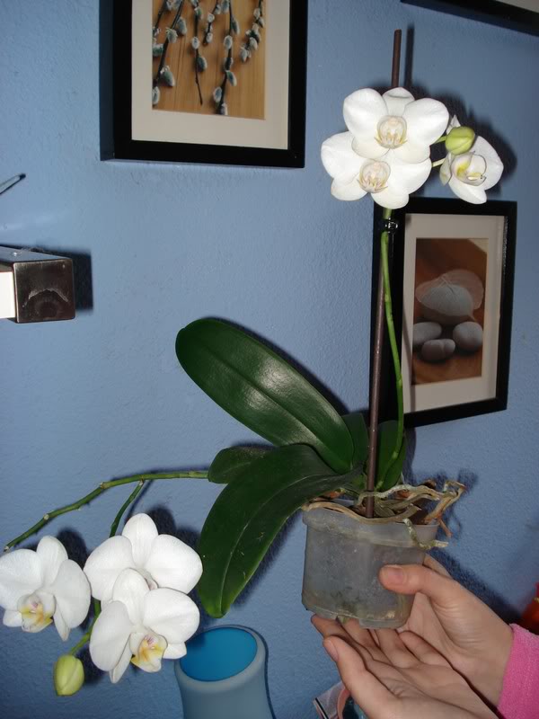 DSC02633-2.jpg