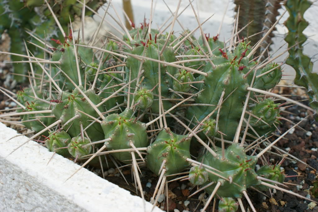 DSC02636.jpg