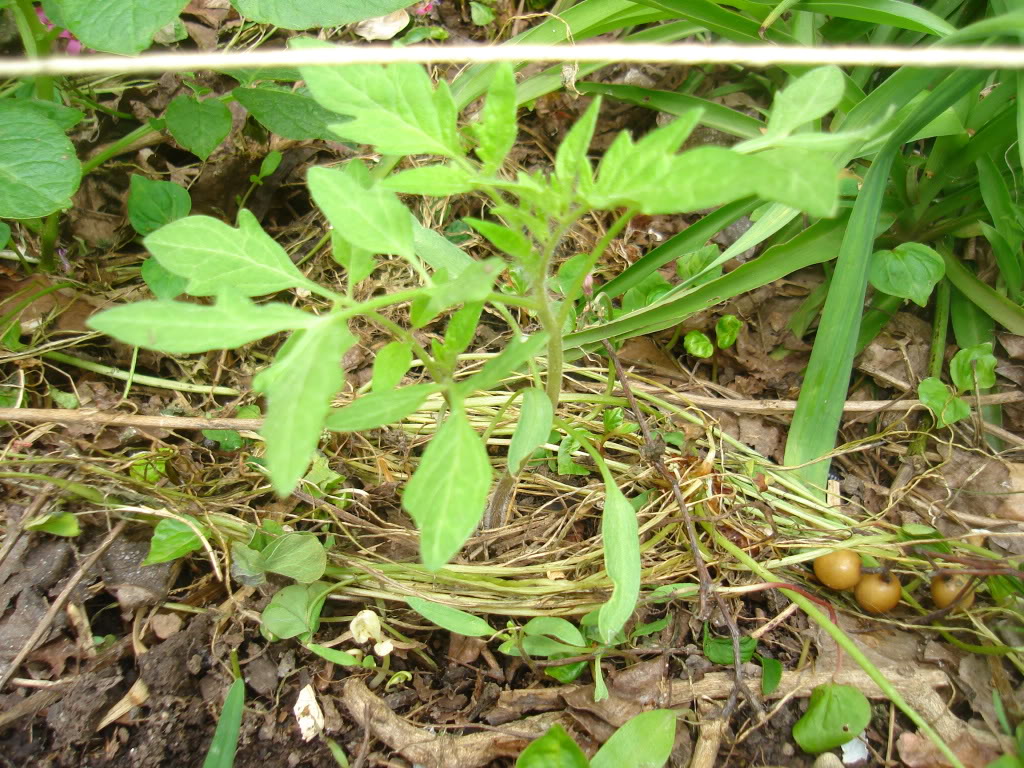 DSC02637.jpg