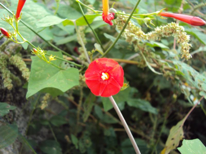 DSC02637.jpg