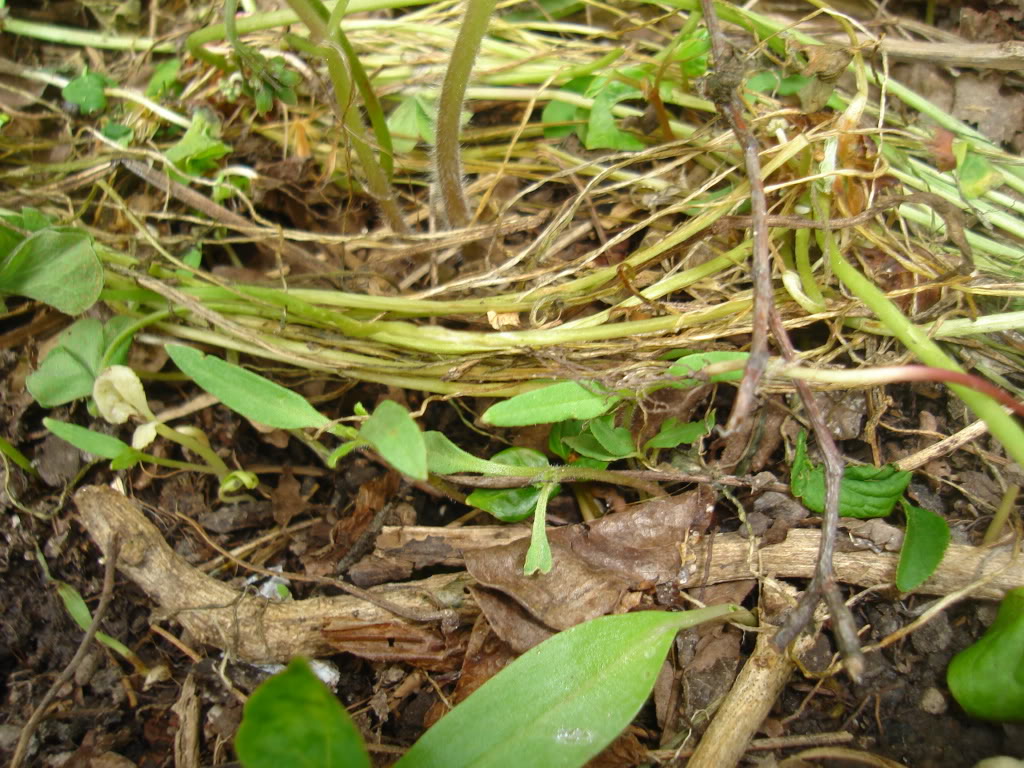 DSC02638.jpg