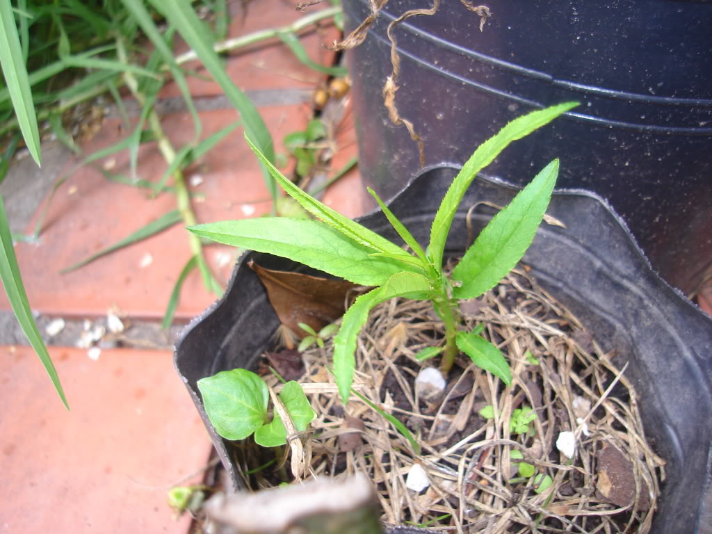 DSC02640.jpg