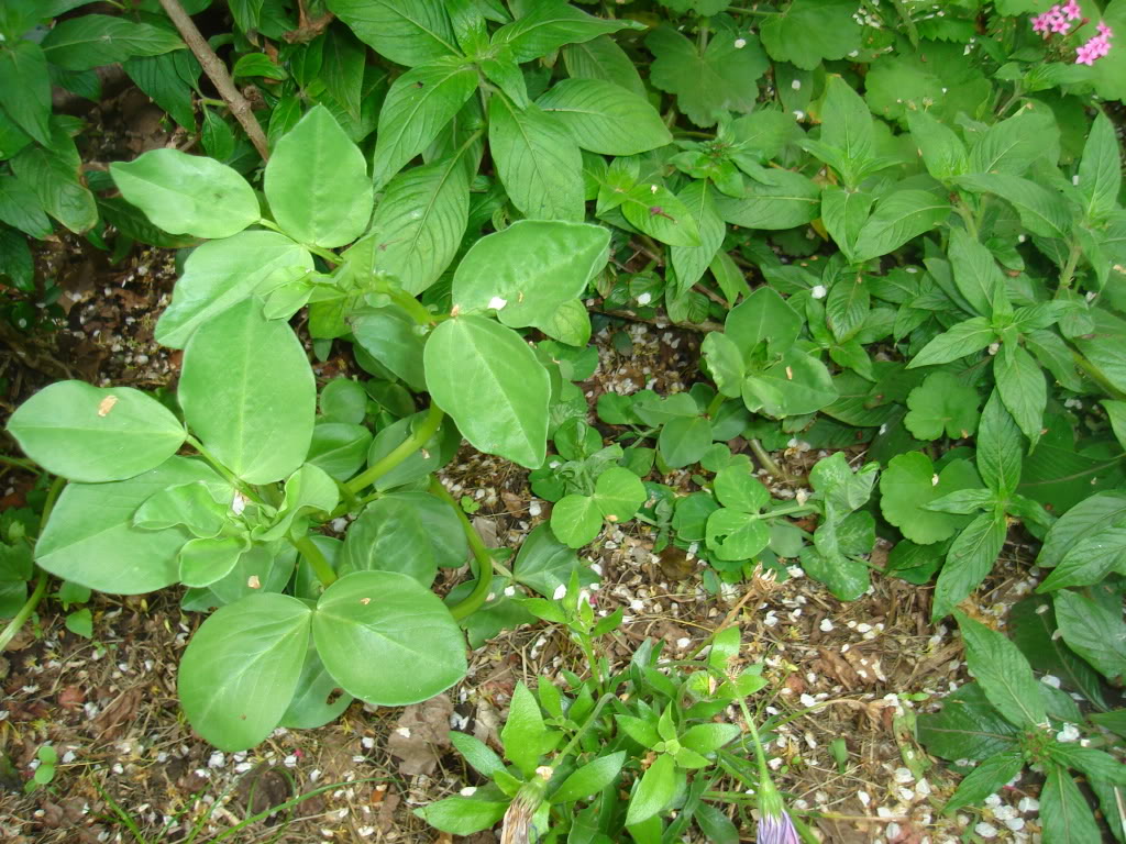 DSC02641.jpg
