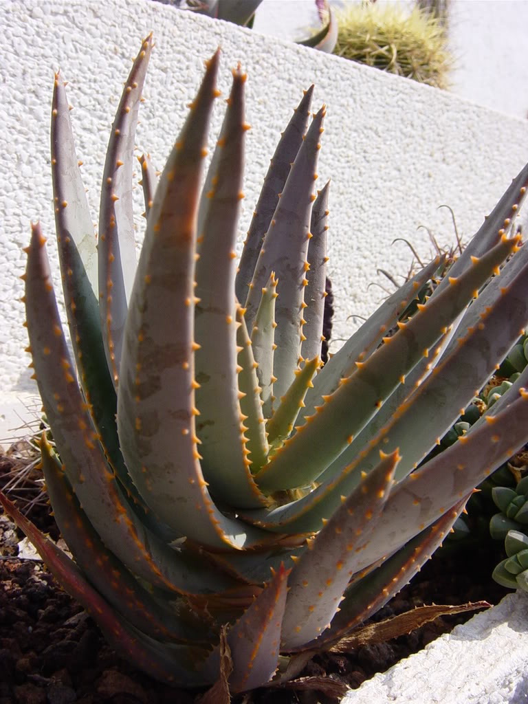 DSC02642-1.jpg