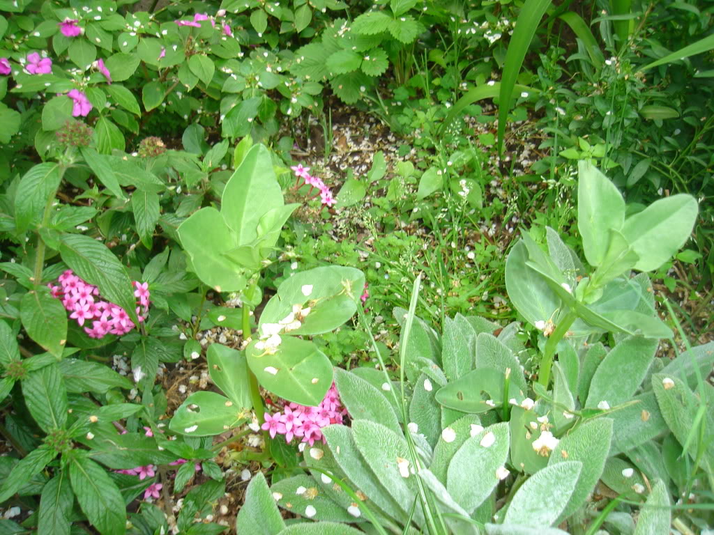 DSC02642.jpg